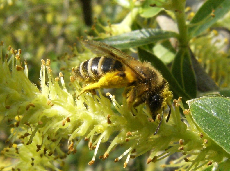 Eucera? Halictus?